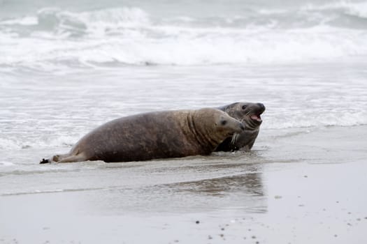 Grey seal on the beach of the Heligoland dune