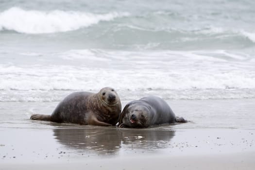 Grey seal on the beach of the Heligoland dune