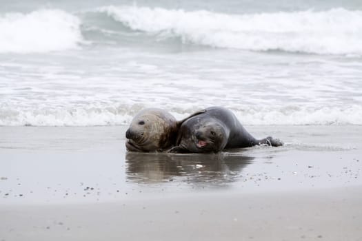 Grey seal on the beach of the Heligoland dune