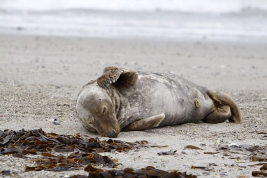 Grey seal on the beach of the Heligoland dune