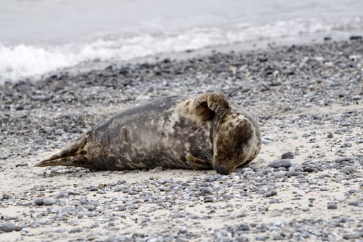 Grey seal on the beach of the Heligoland dune