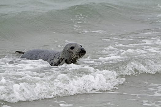 Grey seal on the beach of the Heligoland dune