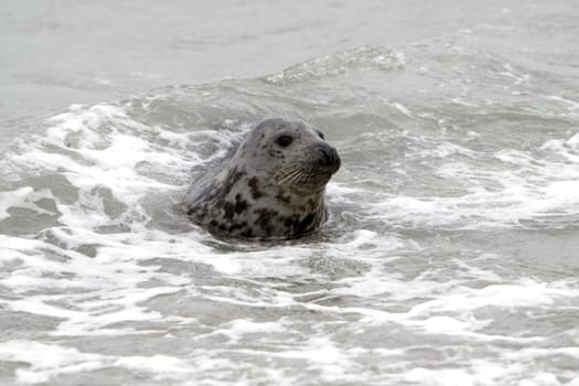 Grey seal on the beach of the Heligoland dune