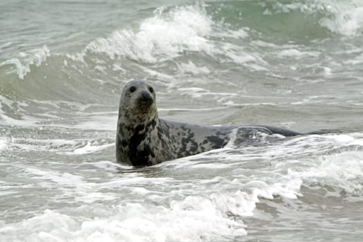 Grey seal on the beach of the Heligoland dune