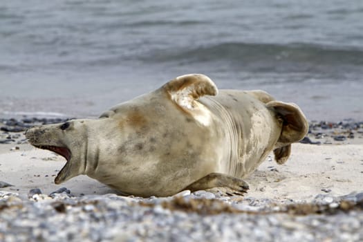 Grey seal on the beach of the Heligoland dune