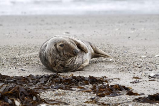 Grey seal on the beach of the Heligoland dune