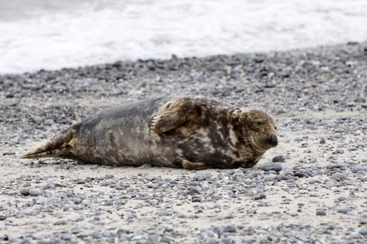 Grey seal on the beach of the Heligoland dune