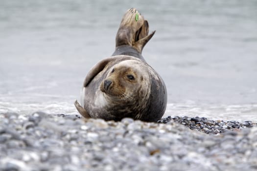 Grey seal on the beach of the Heligoland dune