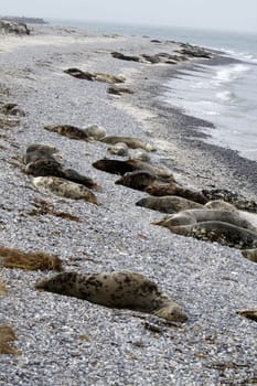 Grey seal colony on the dune off Heligoland