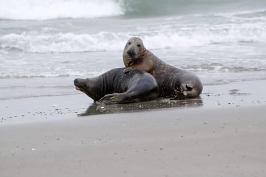 Grey seal on the beach of the Heligoland dune