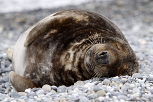 Grey seal on the beach of the Heligoland dune