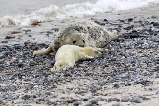 Grey seal baby