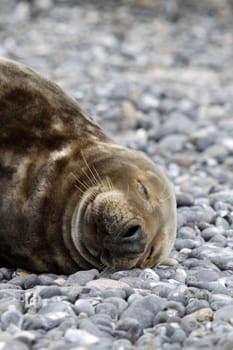 Grey seal on the beach of the Heligoland dune
