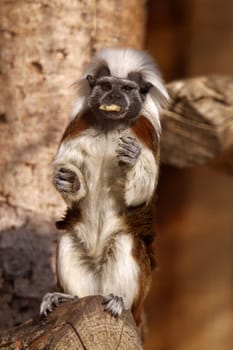Cottontop tamarin