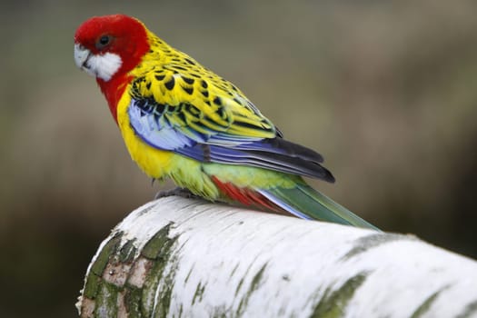 Rosella parakeet