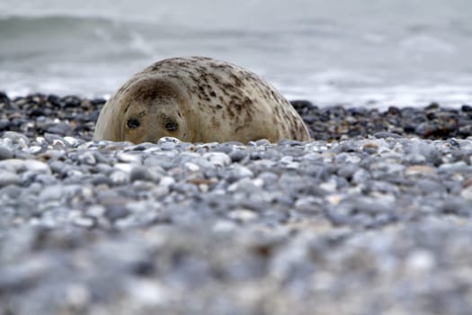 Grey seal on the beach of the Heligoland dune