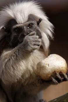 Cottontop tamarin