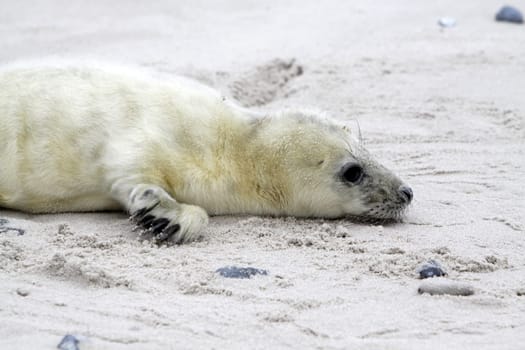 Grey seal baby