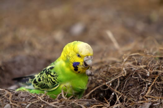 Budgies