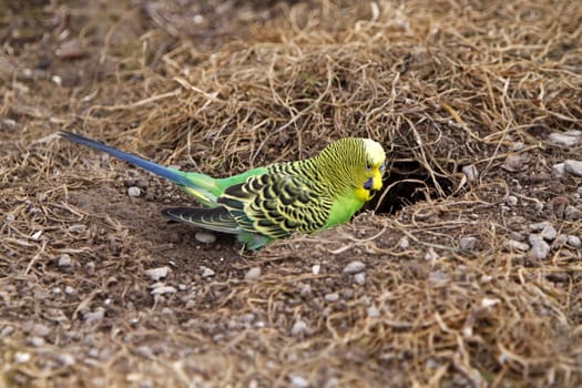Budgie at breeding cave