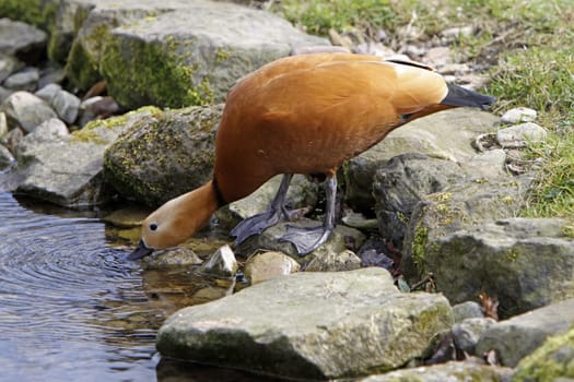 Ruddy shelduck