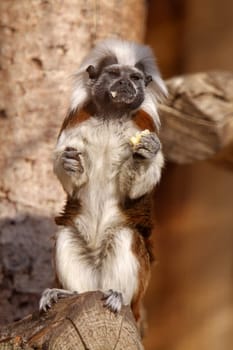 Cottontop tamarin