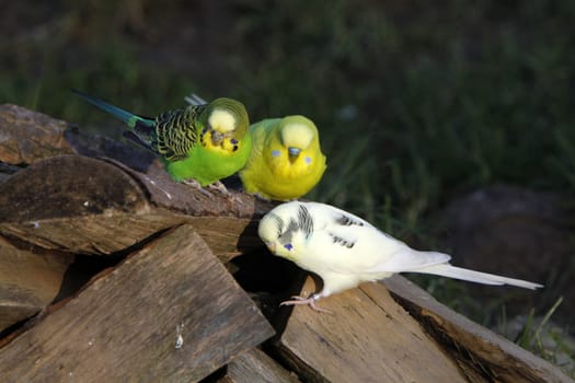Budgies in a free-flight aviary