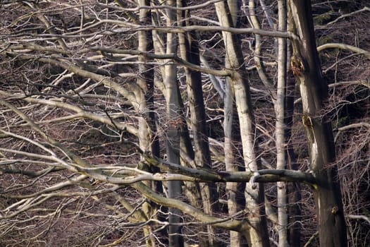 Beech forest in winter after a rain shower