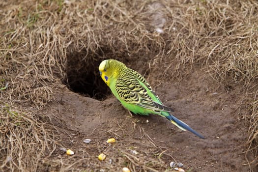 Budgie at breeding cave