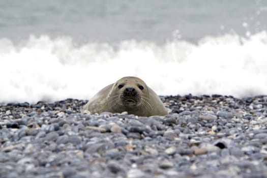 Grey seal on the beach of the Heligoland dune