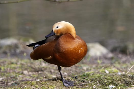 Ruddy shelduck