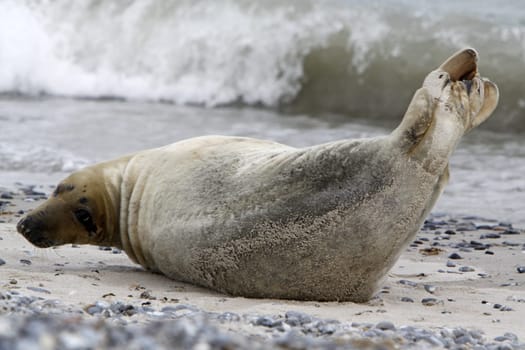 Grey seal on the beach of the Heligoland dune