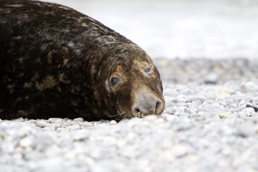 Grey seal on the beach of the Heligoland dune