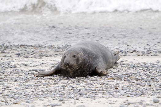 Grey seal on the beach of the Heligoland dune
