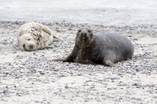 Grey seal on the beach of the Heligoland dune