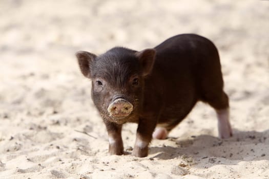 Mini pig