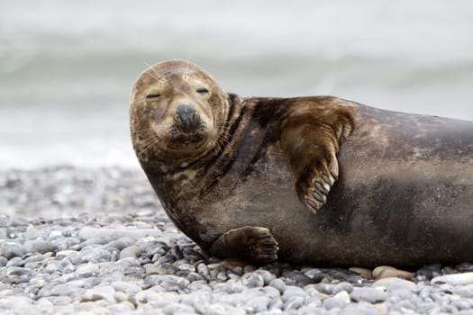 Grey seal on the beach of the Heligoland dune