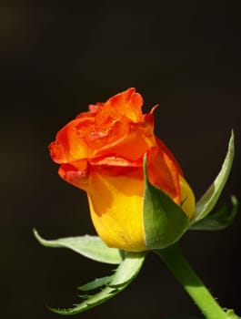 rose without hip without rosehip