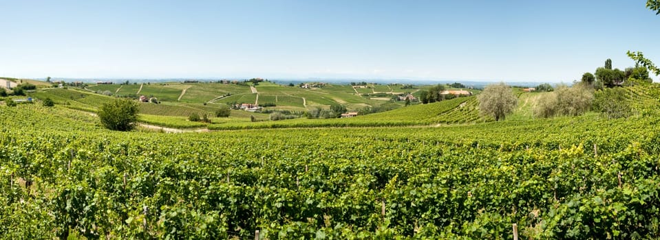 Overview of the vineyards of Piedmont in Italy