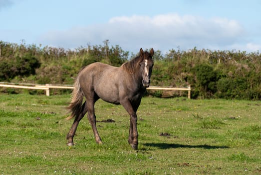horse on the lawn in Port Isaac in Cornwall