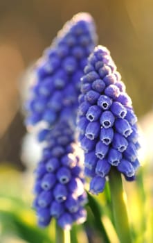 Pearl hyacinths