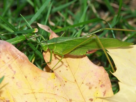 Broad-winged Katydid (Microcentrum rhombifolium) sits on a leaf in Will County, Illinois.