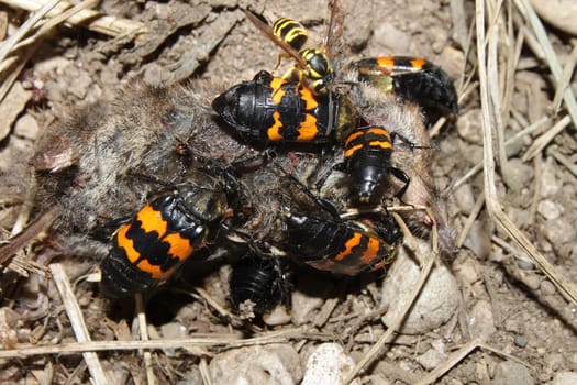 Burying Beetles (Nicrophorus orbicollis) on a dead mouse at Rock Cut State Park in northern Illinois.