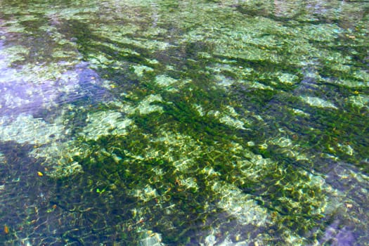 Clear waters of Wekiwa Springs State Park in central Florida.