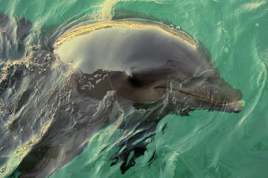 Dolphin
