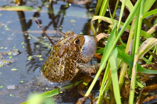 American Toad (Bufo americanus) calling on a warm summer day in the Midwest United States.