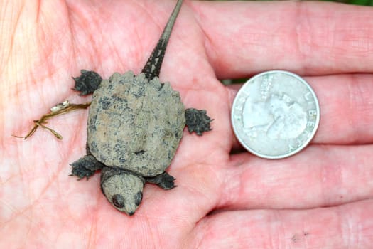 Hatchling Snapping Turtle (Chelydra serpentina) the size of a quarter.