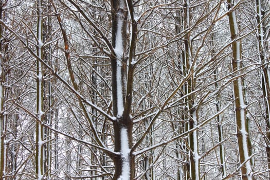 A magnificent winter scene in a pine forest at Rock Cut State Park - Illinois.