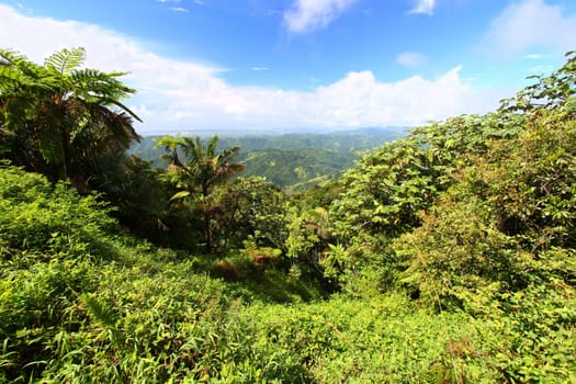 Beautiful view of the lush tropical forests of Puerto Rico.
