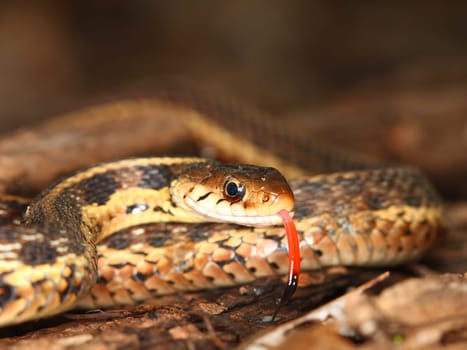 Garter Snake (Thamnophis sirtalis) with extended tongue in northern Illinois.